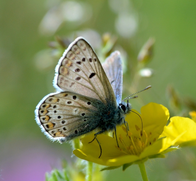 Plebejus anteros